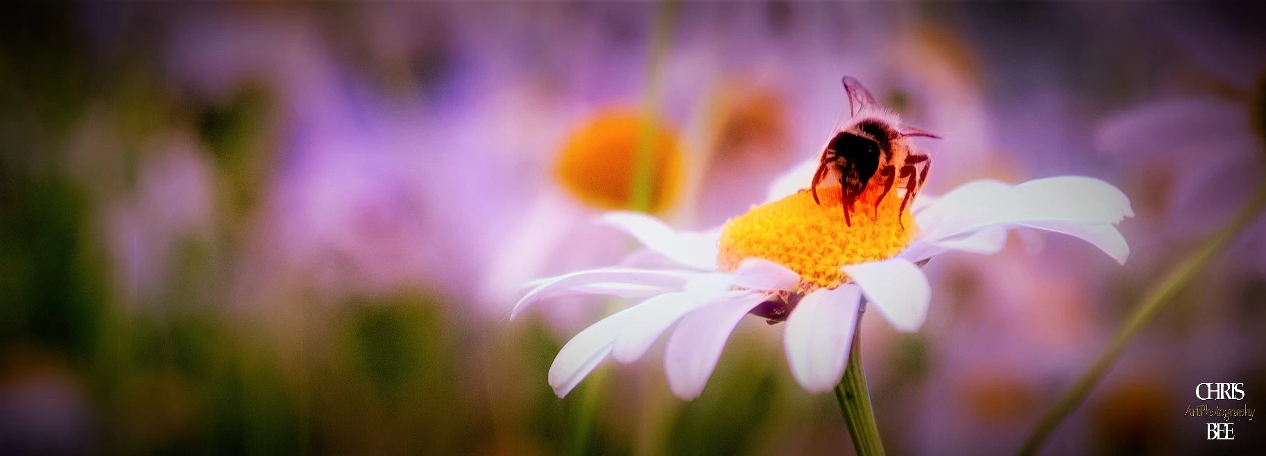 Bee on a Camomile by Chris Bee ArtPhotography